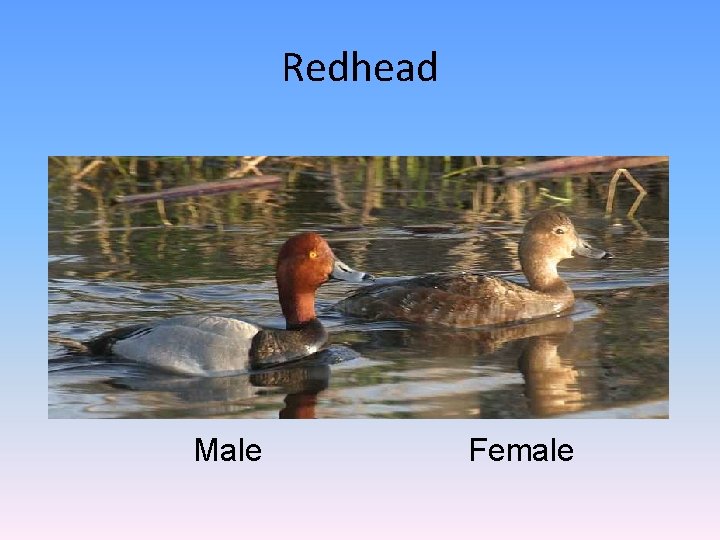 Redhead Male Female 
