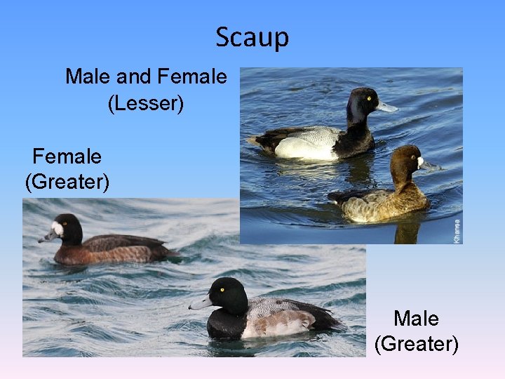 Scaup Male and Female (Lesser) Female (Greater) Male (Greater) 