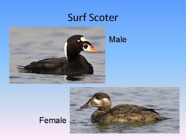 Surf Scoter Male Female 
