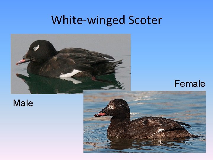 White-winged Scoter Female Male 