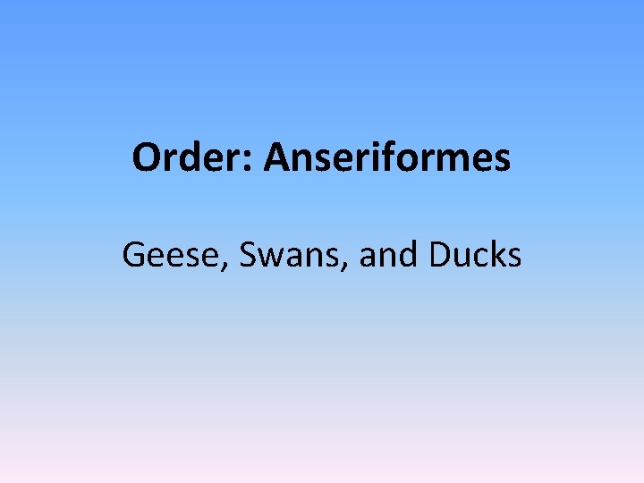 Order: Anseriformes Geese, Swans, and Ducks 