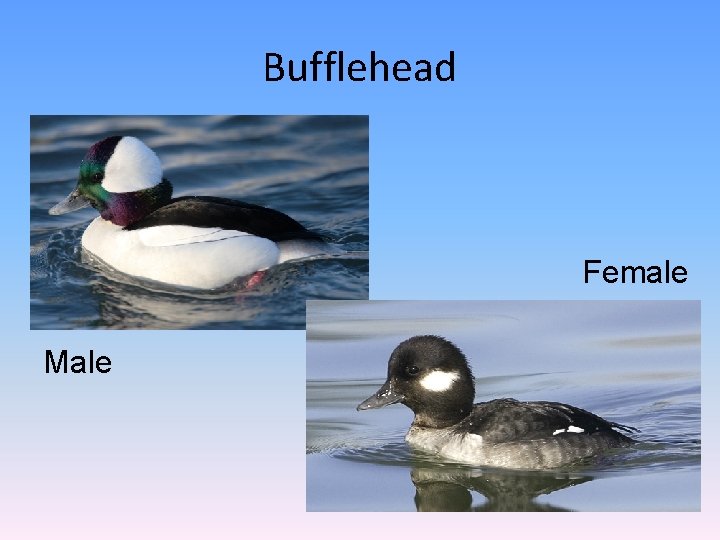 Bufflehead Female Male 