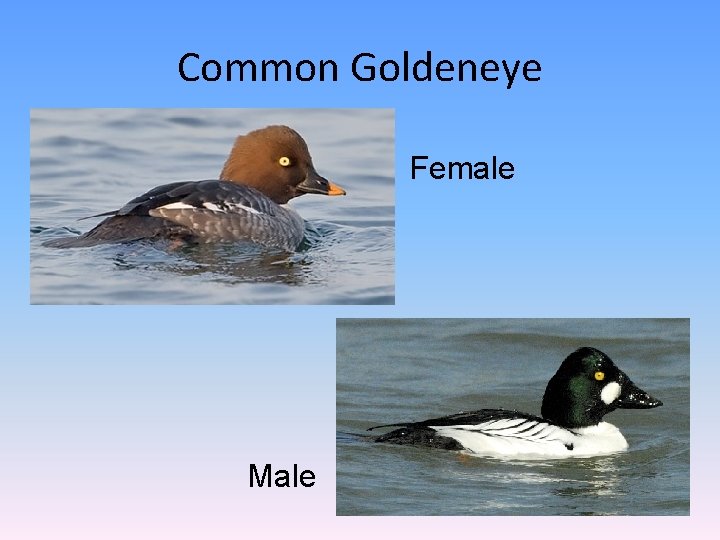 Common Goldeneye Female Male 