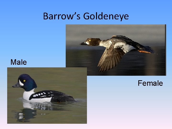 Barrow’s Goldeneye Male Female 