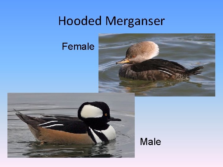 Hooded Merganser Female Male 