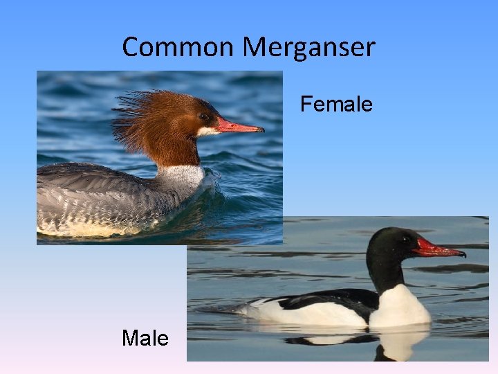 Common Merganser Female Male 