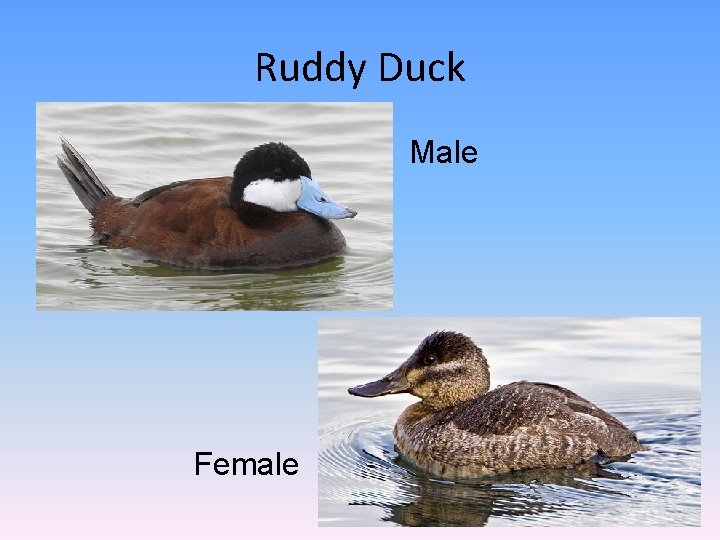 Ruddy Duck Male Female 