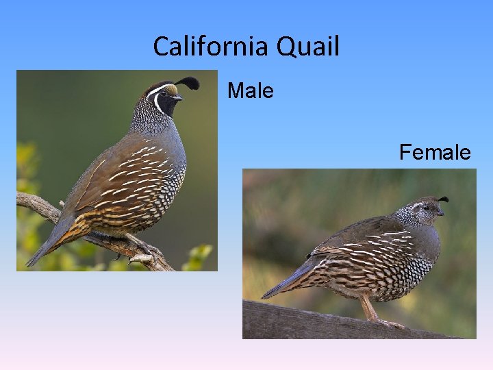 California Quail Male Female 