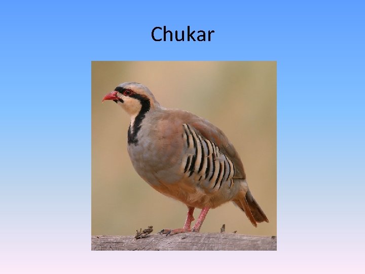 Chukar 