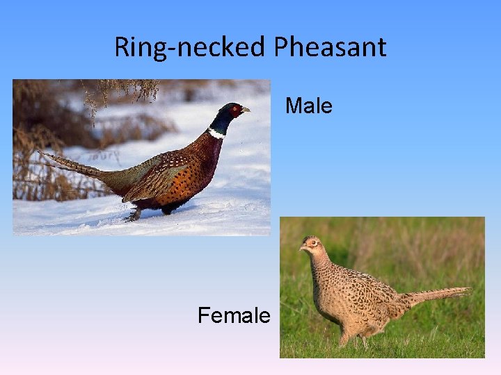 Ring-necked Pheasant Male Female 