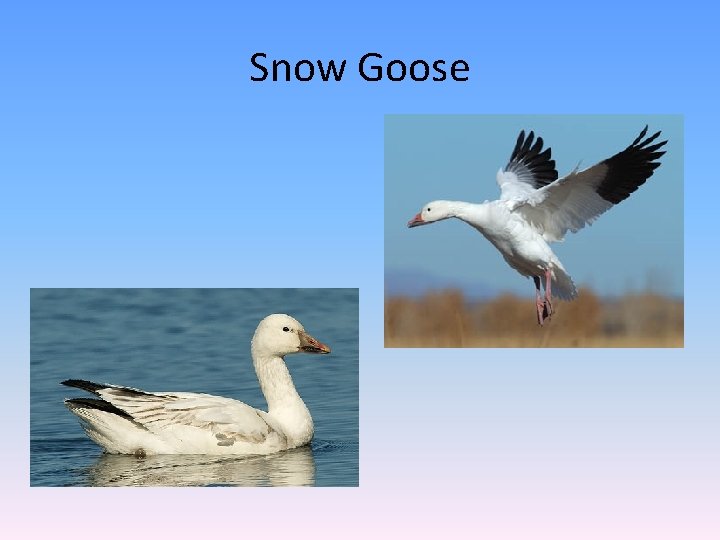 Snow Goose 