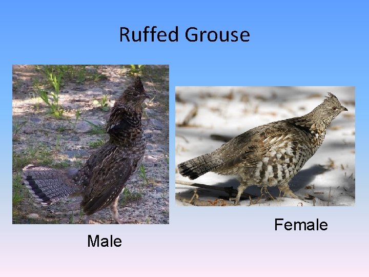 Ruffed Grouse Male Female 