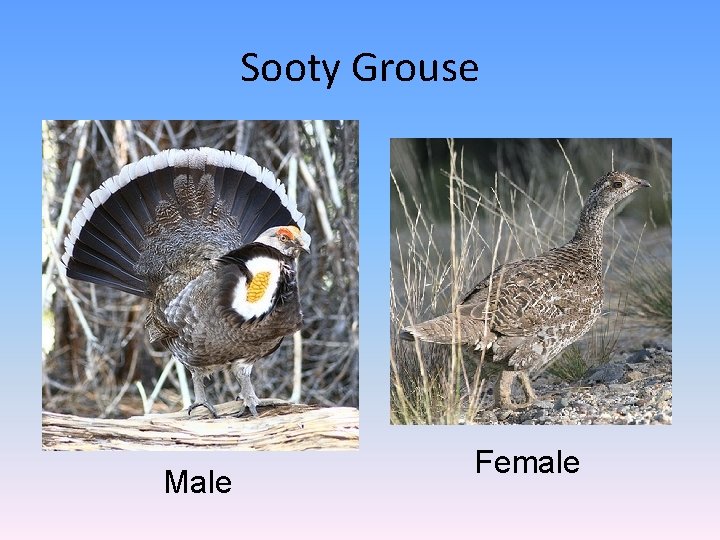 Sooty Grouse Male Female 