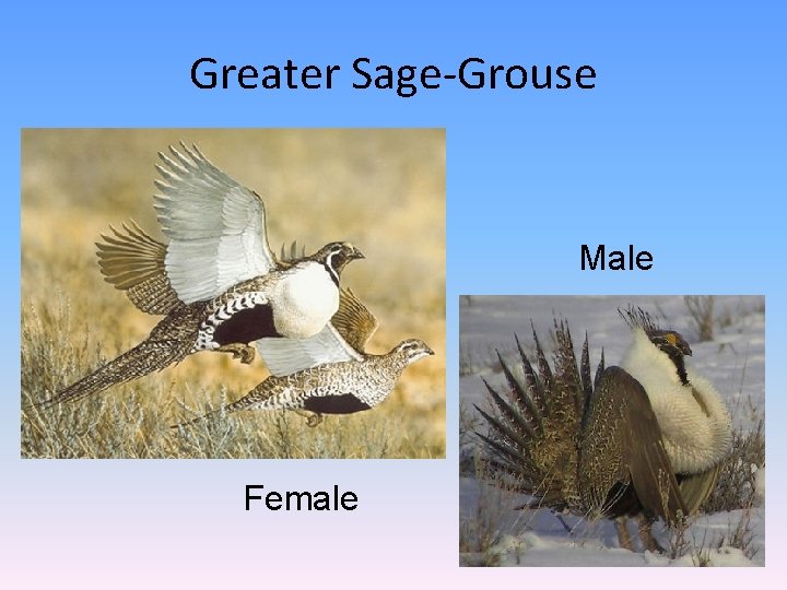 Greater Sage-Grouse Male Female 