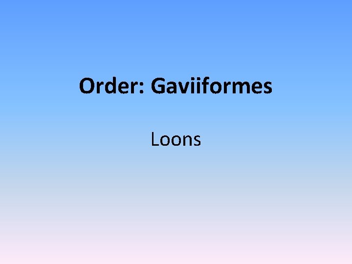 Order: Gaviiformes Loons 