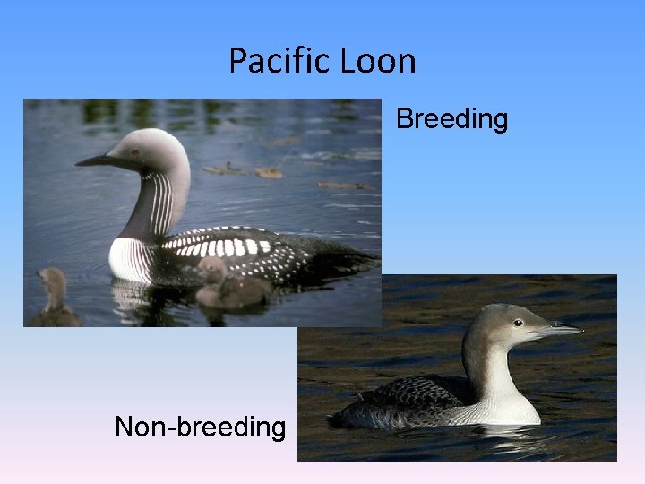Pacific Loon Breeding Non-breeding 