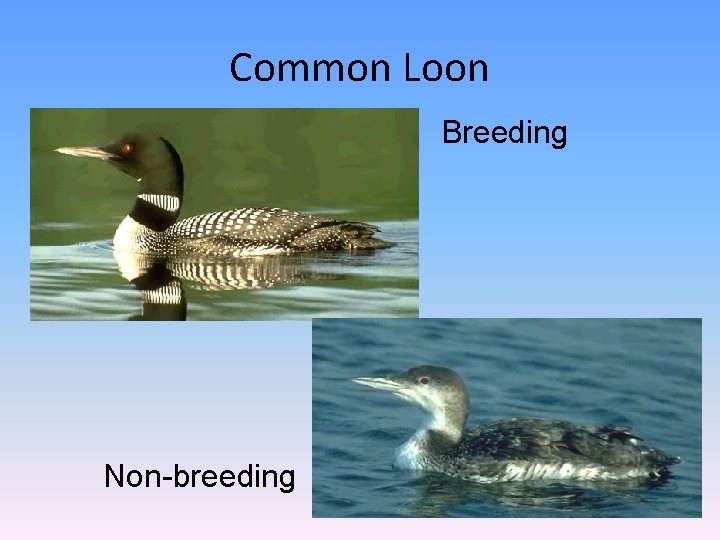 Common Loon Breeding Non-breeding 