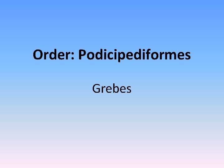 Order: Podicipediformes Grebes 