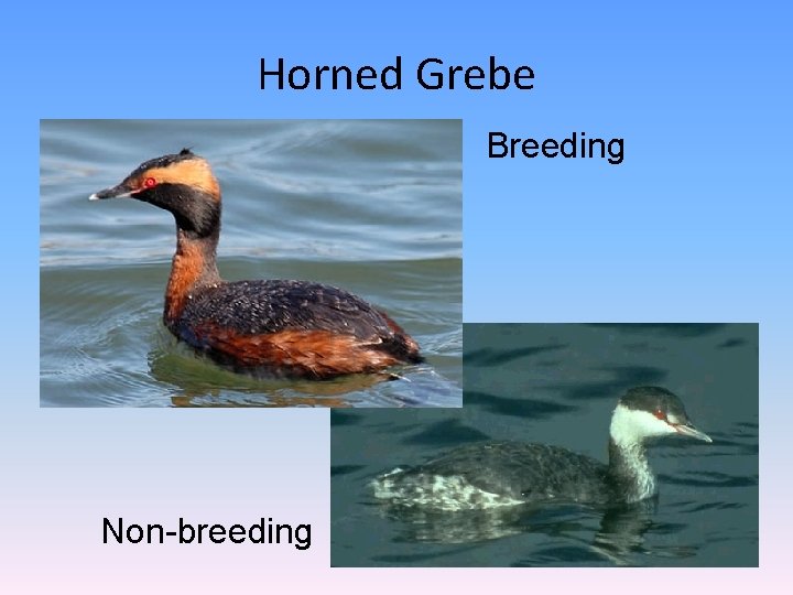 Horned Grebe Breeding Non-breeding 