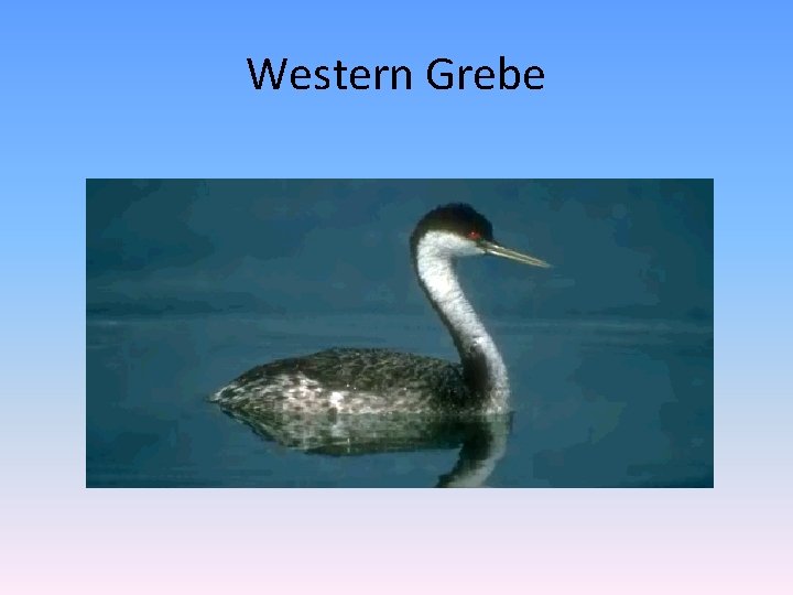 Western Grebe 