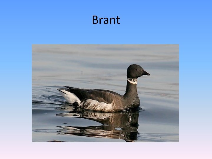 Brant 