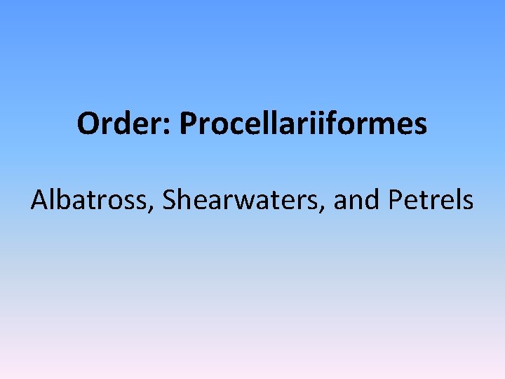 Order: Procellariiformes Albatross, Shearwaters, and Petrels 