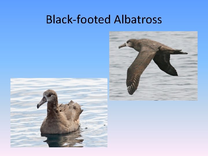 Black-footed Albatross 