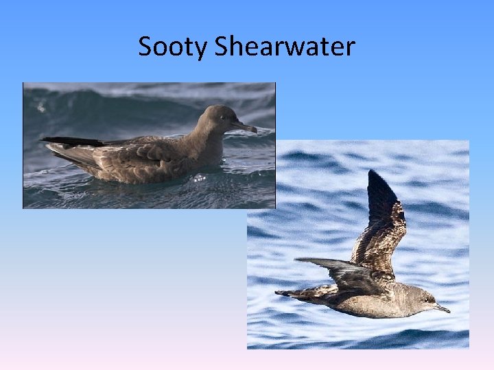 Sooty Shearwater 
