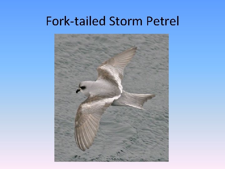 Fork-tailed Storm Petrel 