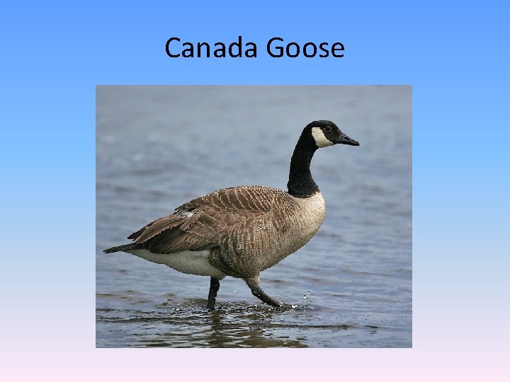 Canada Goose 