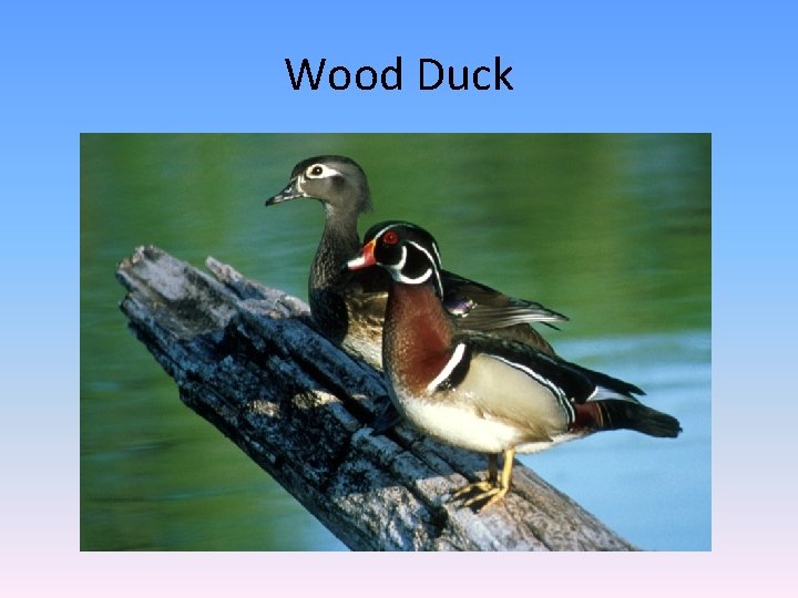 Wood Duck 