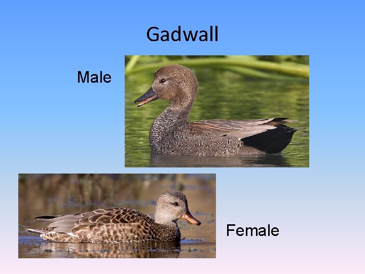 Gadwall Male Female 