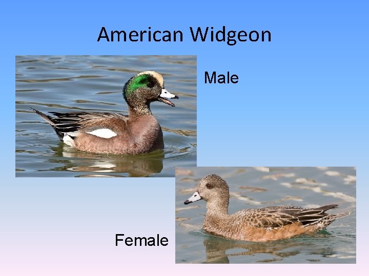 American Widgeon Male Female 