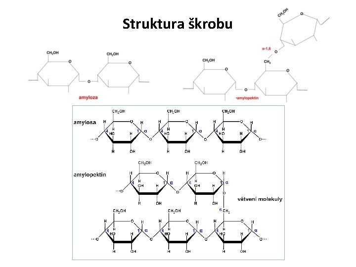 Struktura škrobu 