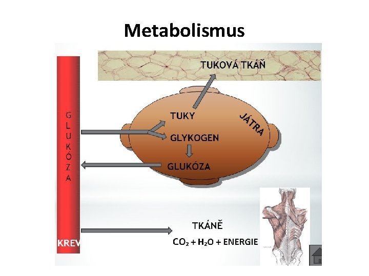 Metabolismus 