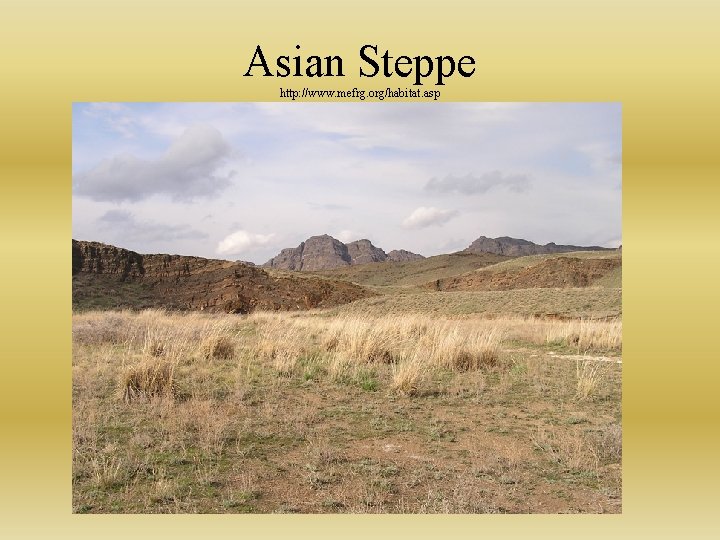 Asian Steppe http: //www. mefrg. org/habitat. asp 