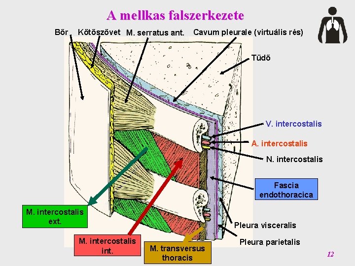 A mellkas falszerkezete Bőr Kötőszövet M. serratus ant. Cavum pleurale (virtuális rés) Tüdő V.