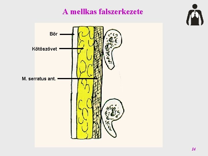 A mellkas falszerkezete Bőr Kötőszövet M. serratus ant. 14 