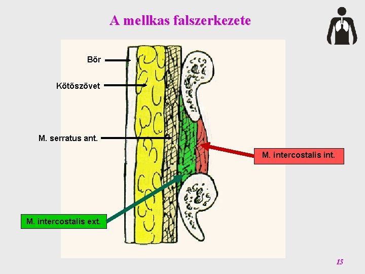 A mellkas falszerkezete Bőr Kötőszövet M. serratus ant. M. intercostalis int. M. intercostalis ext.