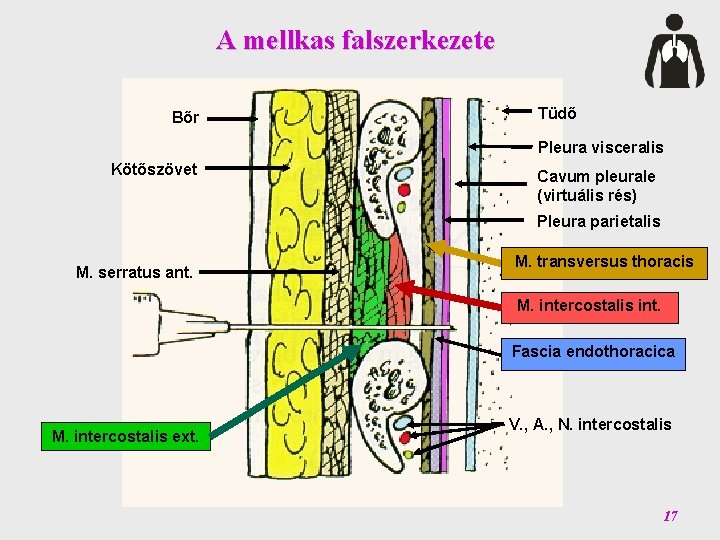 A mellkas falszerkezete Bőr Tüdő Pleura visceralis Kötőszövet Cavum pleurale (virtuális rés) Pleura parietalis