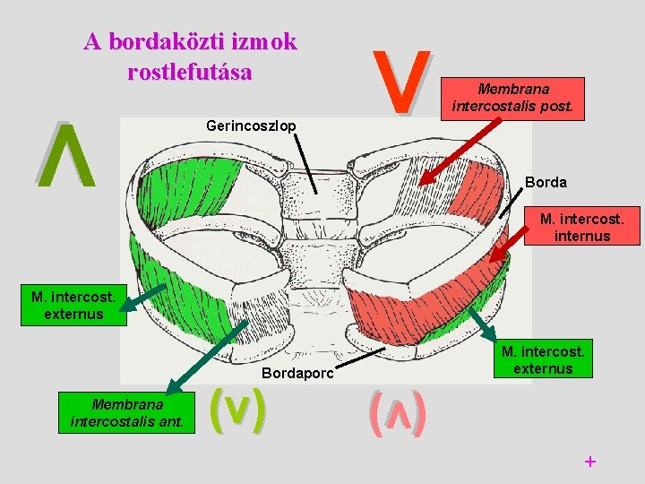 A bordaközti izmok rostlefutása Gerincoszlop V Membrana intercostalis post. Borda V M. intercost. internus