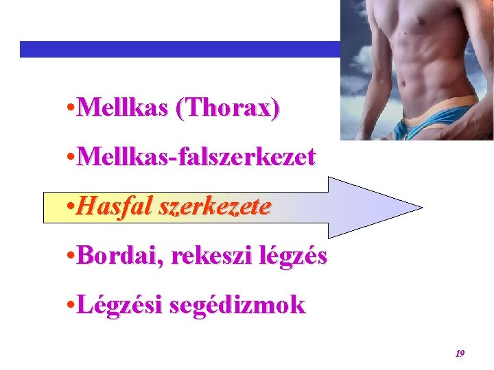  • Mellkas (Thorax) • Mellkas-falszerkezet • Hasfal szerkezete • Bordai, rekeszi légzés •