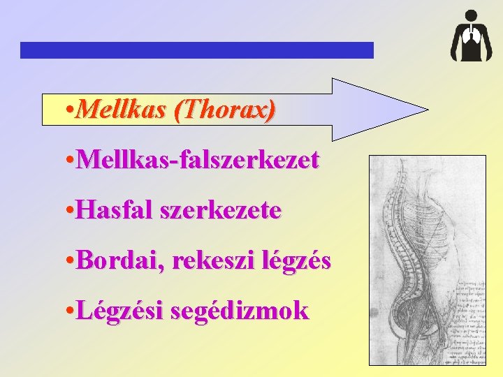  • Mellkas (Thorax) • Mellkas-falszerkezet • Hasfal szerkezete • Bordai, rekeszi légzés •