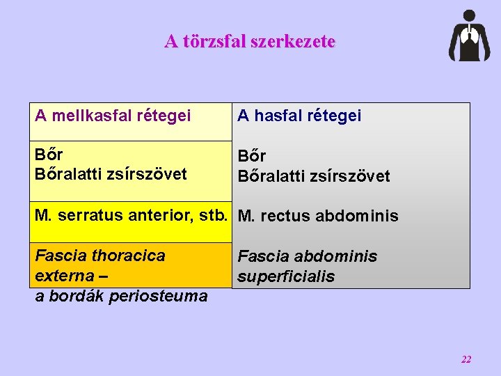 A törzsfal szerkezete A mellkasfal rétegei A hasfal rétegei Bőr Bőralatti zsírszövet M. serratus