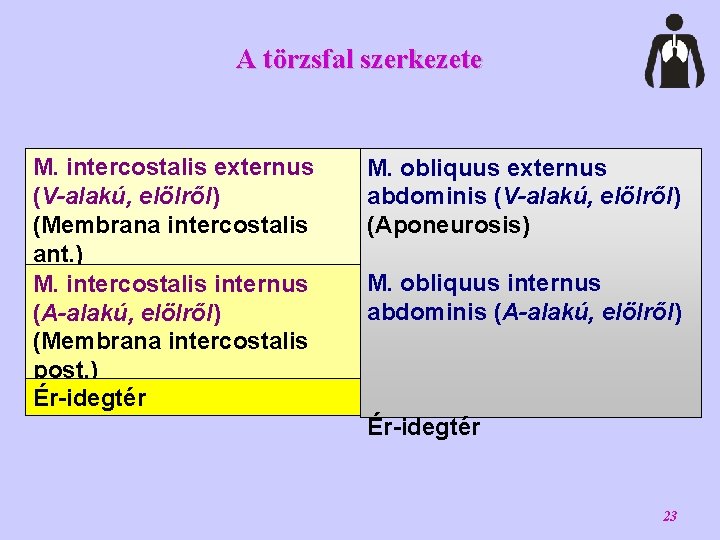 A törzsfal szerkezete M. intercostalis externus (V-alakú, elölről) (Membrana intercostalis ant. ) M. intercostalis