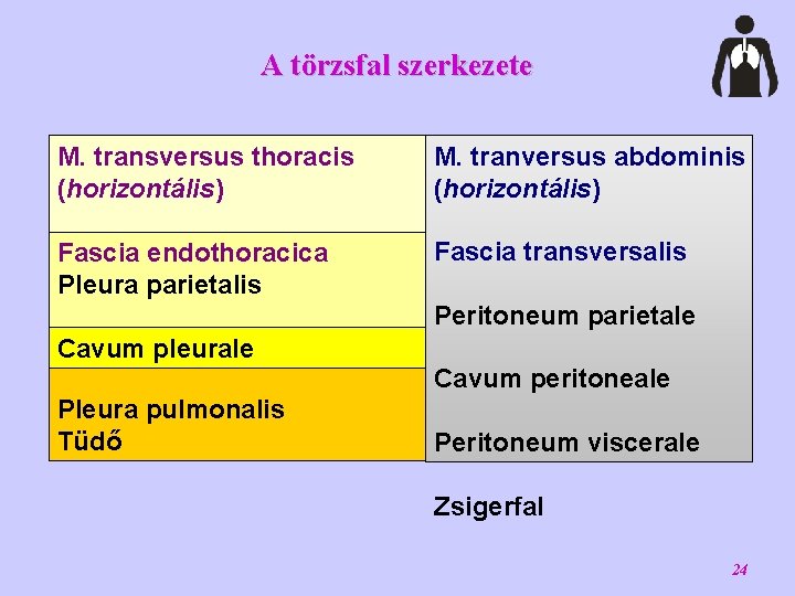 A törzsfal szerkezete M. transversus thoracis (horizontális) M. tranversus abdominis (horizontális) Fascia endothoracica Pleura