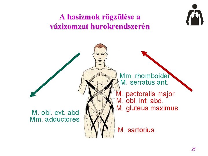 A hasizmok rögzülése a vázizomzat hurokrendszerén Mm. rhomboidei M. serratus ant. M. obl. ext.