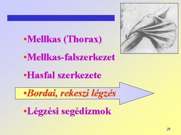  • Mellkas (Thorax) • Mellkas-falszerkezet • Hasfal szerkezete • Bordai, rekeszi légzés •