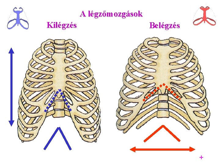 A légzőmozgások Kilégzés Belégzés +30 