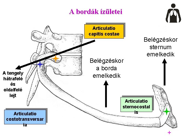 A bordák ízületei Articulatio capitis costae A tengely hátrafelé és oldalfelé lejt Articulatio costotransversar